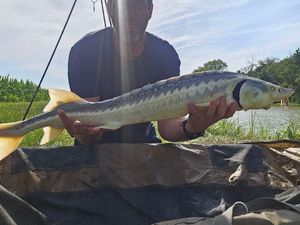 Sturgeon