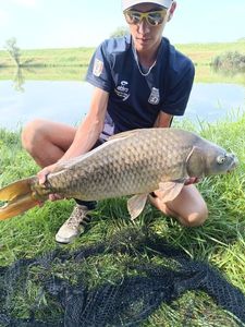 Common Carp