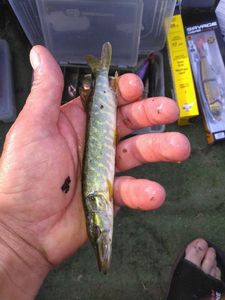 Northern Pike