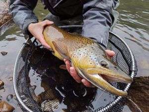 Brown Trout