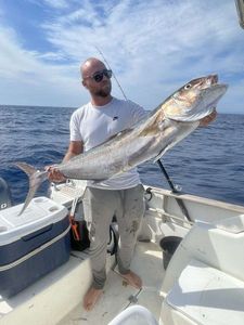 Greater Amberjack