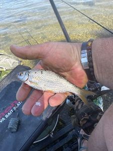 Roach
