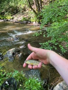 Brown Trout