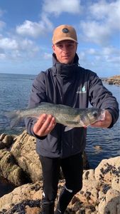 European Bass (Seabass)