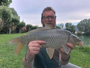 Common Carp