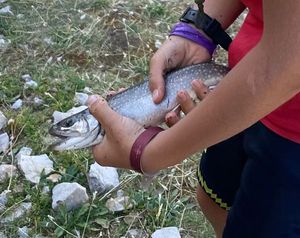 Brook Trout