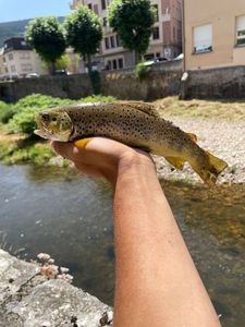 Brown Trout