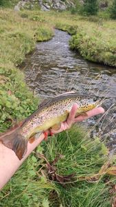 Brown Trout