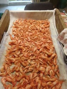 Common Prawn