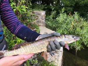 Northern Pike