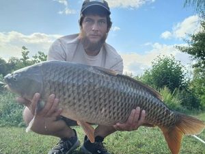 Common Carp