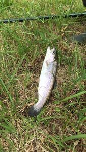 Rainbow Trout