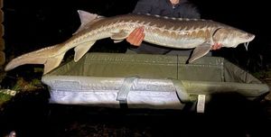 Sturgeon