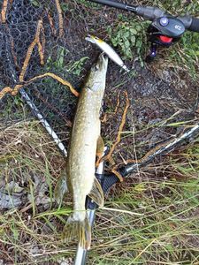 Northern Pike