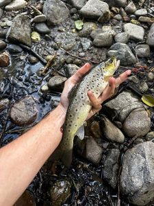 Brown Trout