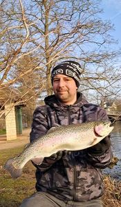Rainbow Trout