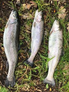 Rainbow Trout caught by Launay Herve