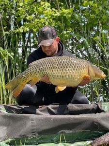 Common Carp