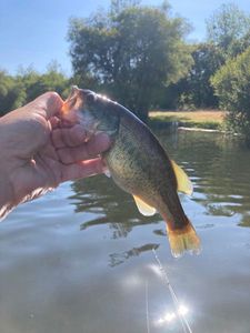 Largemouth Bass