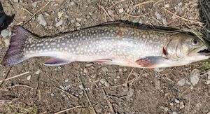 Brook Trout