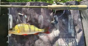 European Perch