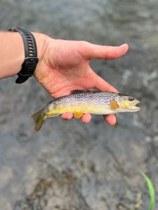 Brown Trout