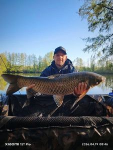 Grass Carp