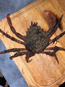 European Spider Crab