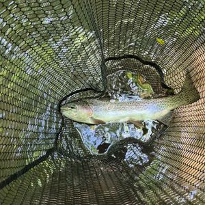 Rainbow Trout
