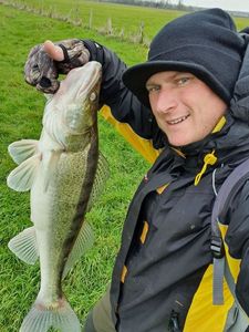 Zander