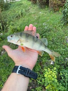 European Perch