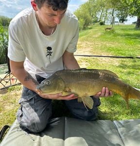 Mirror Carp