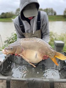 Mirror Carp
