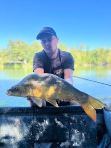 Mirror Carp