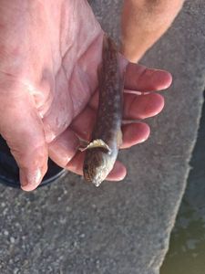 Round Goby