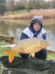 Common Carp