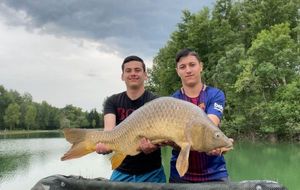 Common Carp