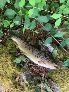 Brown Trout