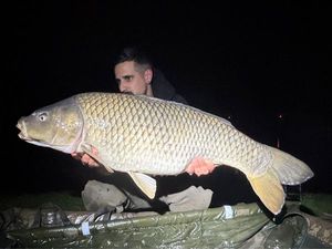 Common Carp