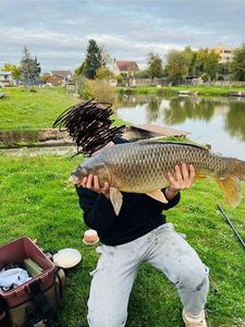 Common Carp