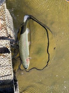 Rainbow Trout