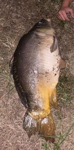 Mirror Carp