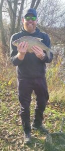 Common Bream