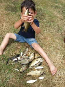 Common Carp