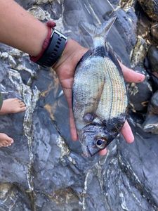 White Seabream