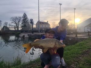 Common Carp