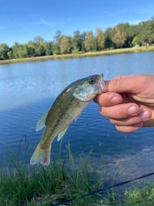 Largemouth Bass