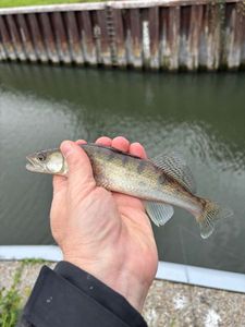 Zander