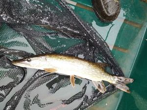 Northern Pike