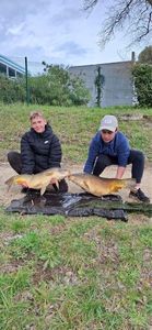 Common Carp
